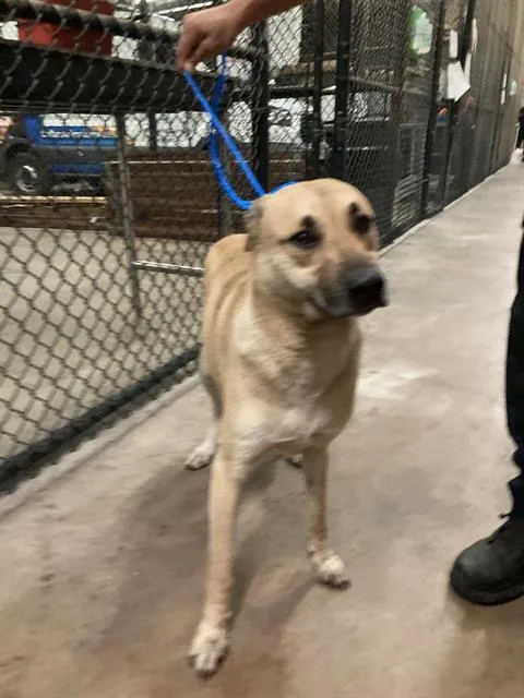 A young large-sized female Mixed Breed dog named Lily for adoption in Dallas, TX