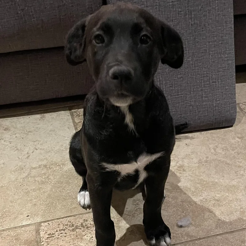 Starfruit thumbnail 4