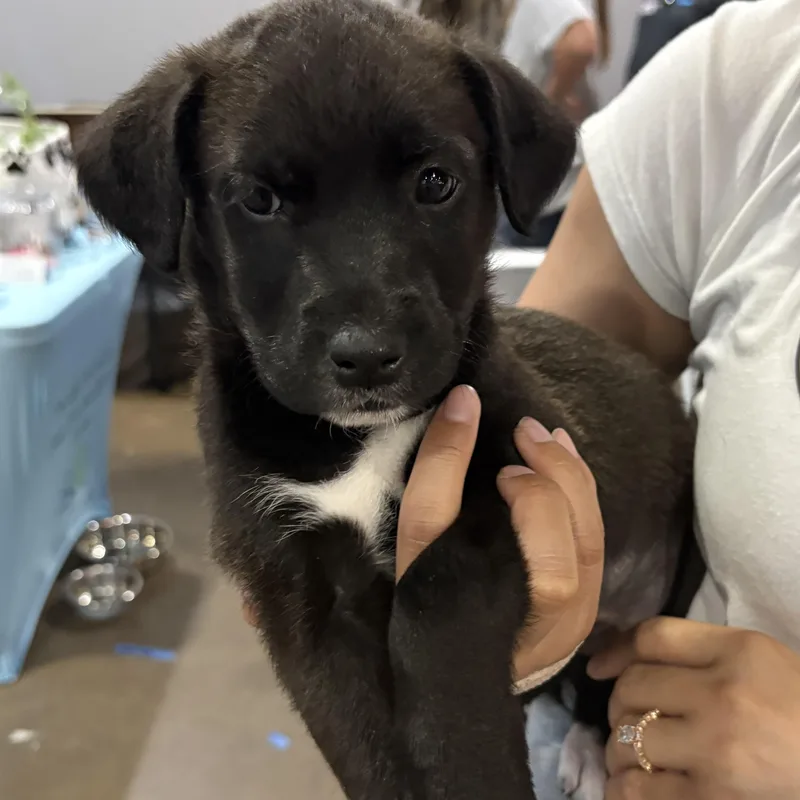 Starfruit thumbnail 5