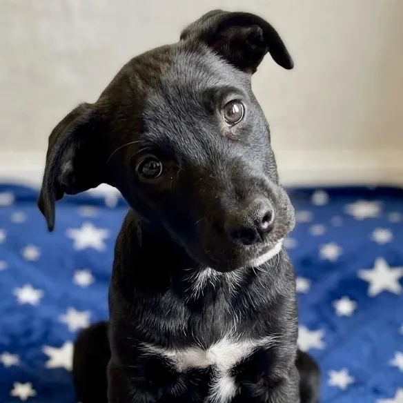 A baby medium-sized female Doberman Pinscher dog named Starfruit for adoption in Krum, TX