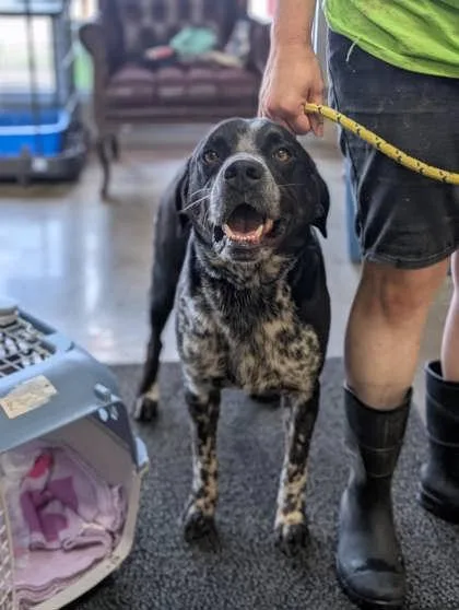 Buchanan thumbnail 2