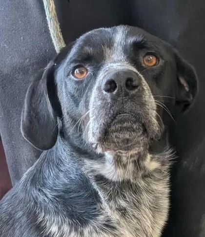 Buchanan thumbnail 3