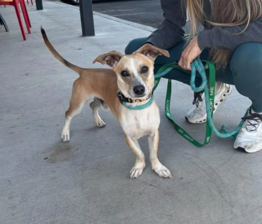An adult small-sized male Apricot / Beige Chihuahua dog named Sly for adoption in Phoenix, AZ