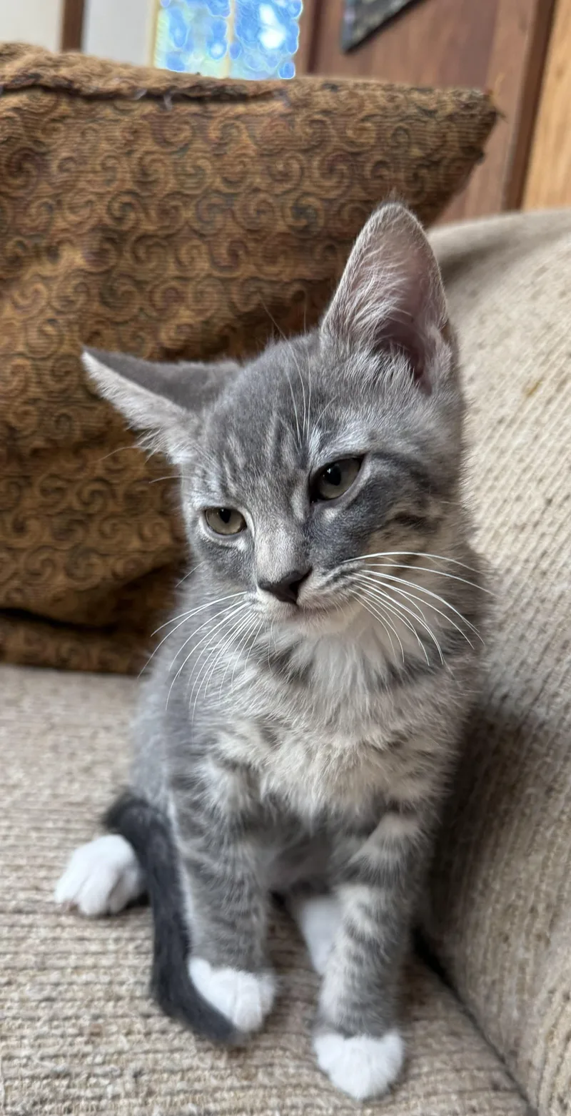A baby medium-sized male Brown / Chocolate Domestic Short Hair cat named Clackamas for adoption in Silverton, OR