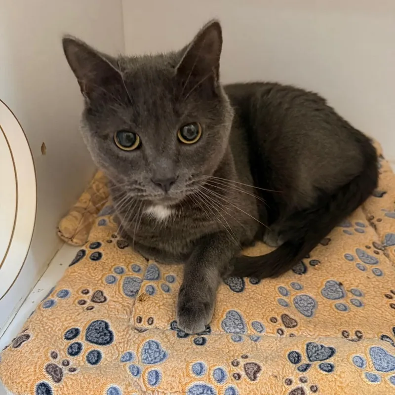 An adult large-sized male Gray / Blue / Silver Russian Blue cat named Wilbur for adoption in Kanab, UT
