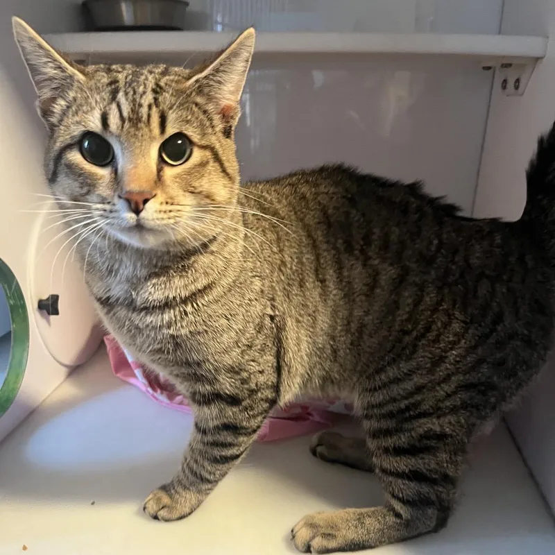 An adult medium-sized male Gray / Blue / Silver Domestic Short Hair cat named Bandit for adoption in Normal, IL
