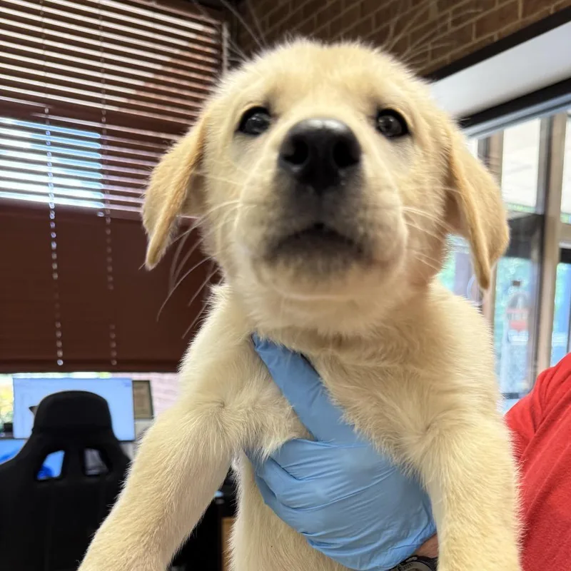A baby small-sized male Yellow / Tan / Blond / Fawn Labrador Retriever dog named Zeke for adoption in Birmingham, AL