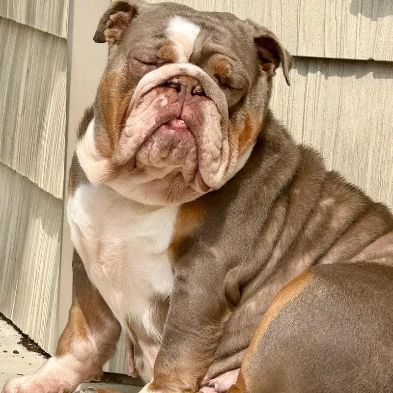 An adult medium-sized female Gray / Blue / Silver English Bulldog dog named Breezy for adoption in Huber Heights, OH