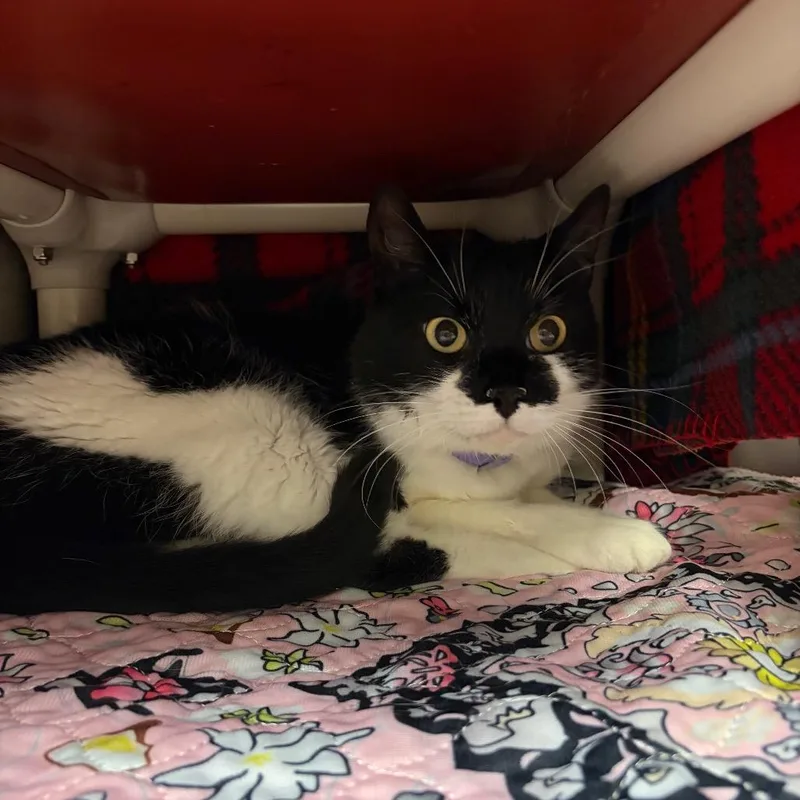 An adult medium-sized male Black Domestic Short Hair cat named Truman for adoption in Fredericksburg, VA