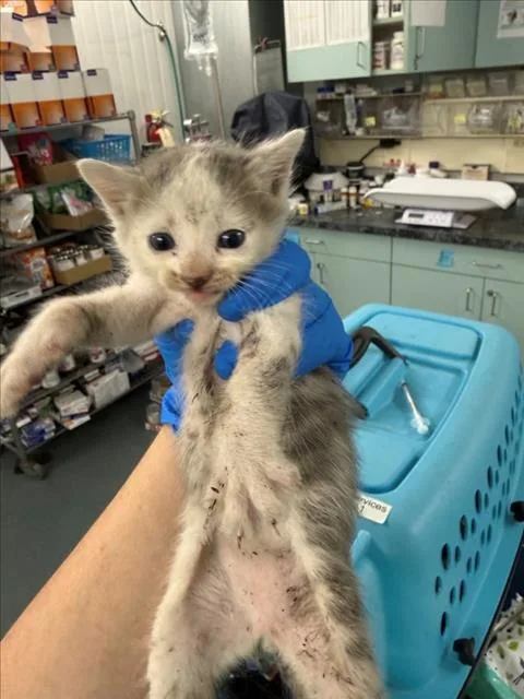 A baby small-sized male White Domestic Short Hair cat named Big Bob for adoption in Woodland, CA