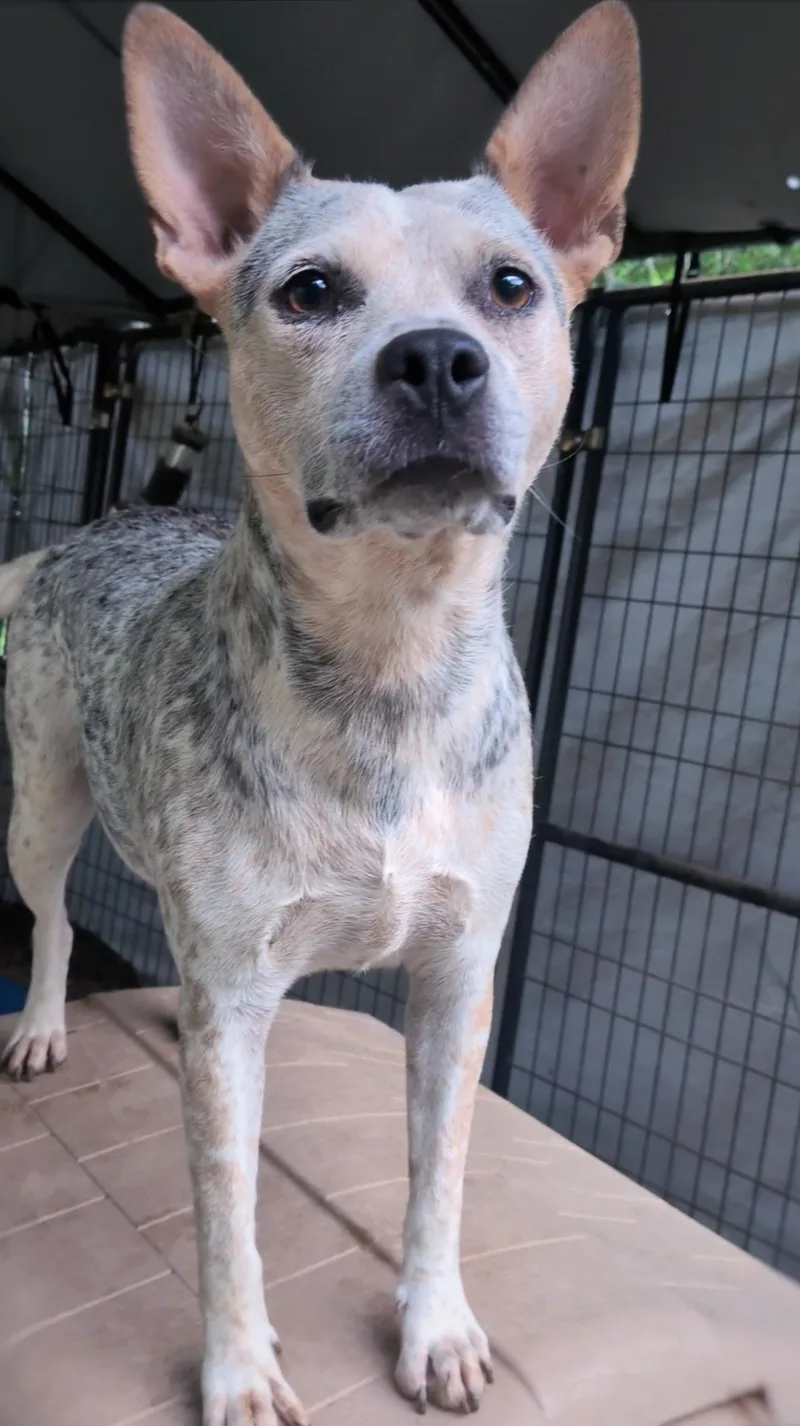 A young medium-sized female Australian Cattle Dog / Blue Heeler dog named Posie for adoption in Joppa, AL