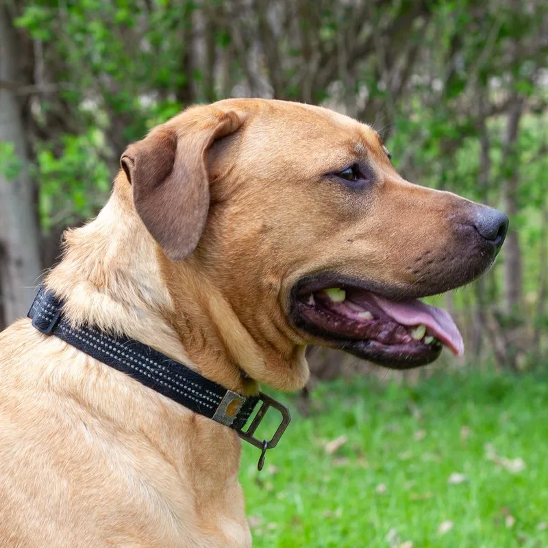 A young large-sized female Mixed Breed dog named Skye for adoption in Olean, NY