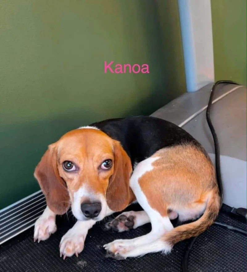 A young medium-sized female Beagle dog named Kanoa Freegle for adoption in Waunakee, WI