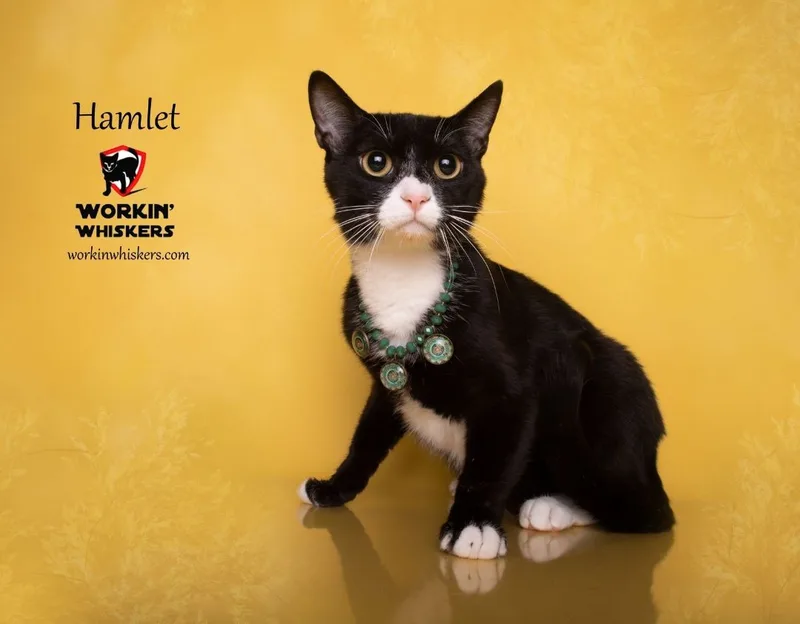 A young medium-sized male Black & White / Tuxedo Tuxedo cat named Hamlet for adoption in HEMET, CA