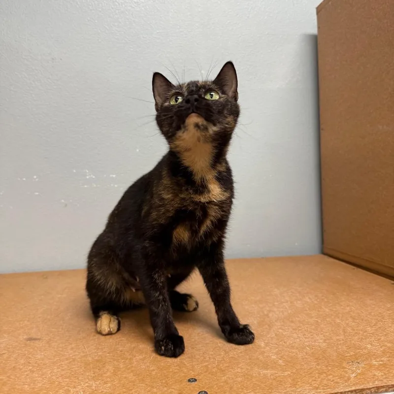An adult medium-sized female Tortoiseshell Domestic Short Hair cat named Roxy for adoption in Titusville, FL