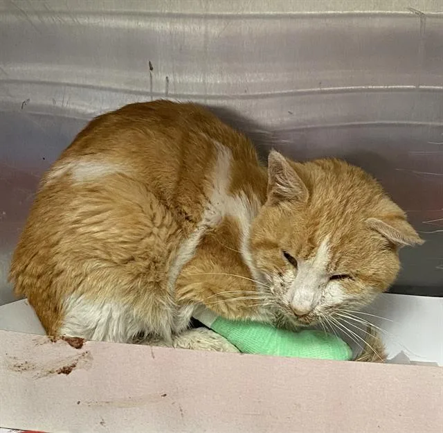 An adult small-sized male Domestic Short Hair cat named A for adoption in San Antonio, TX