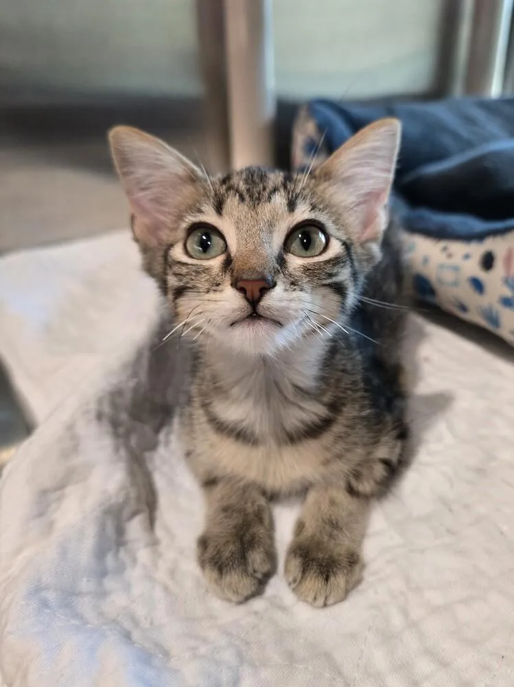 A baby small-sized male Domestic Short Hair cat named Pulled Pork for adoption in Wellington, KS