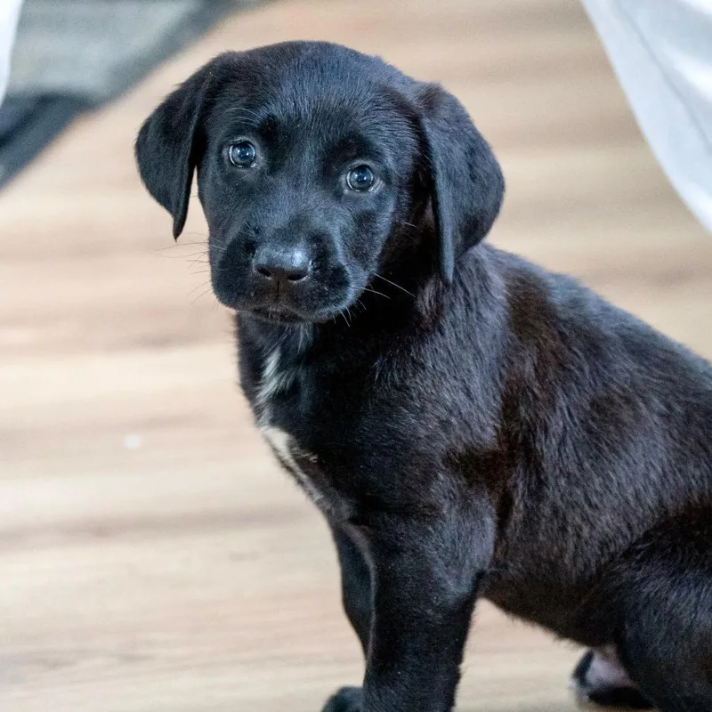 A baby small-sized male Black Labrador Retriever dog named Bubbles for adoption in Chapel Hill, NC