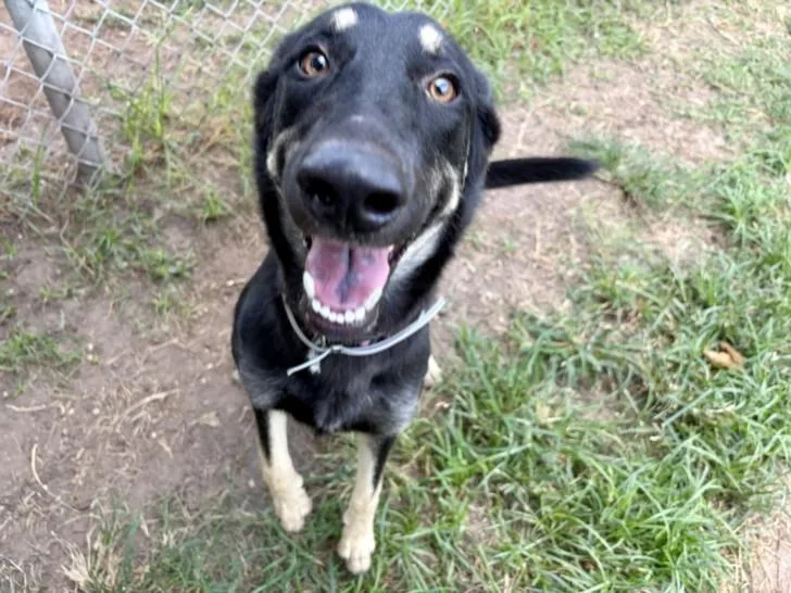 A young medium-sized female German Shepherd Dog dog named Sasha for adoption in Houston, TX