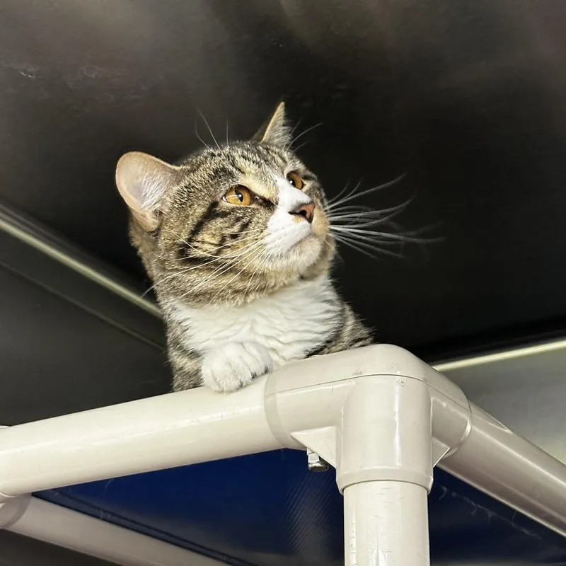 An adult medium-sized male Brown / Chocolate Domestic Short Hair cat named Palmer for adoption in Springfield, IL