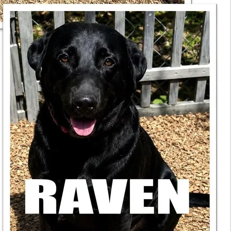 Raven