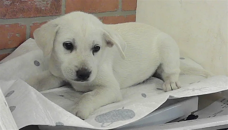 A baby small-sized female Labrador Retriever dog named Nella for adoption in Houston, TX