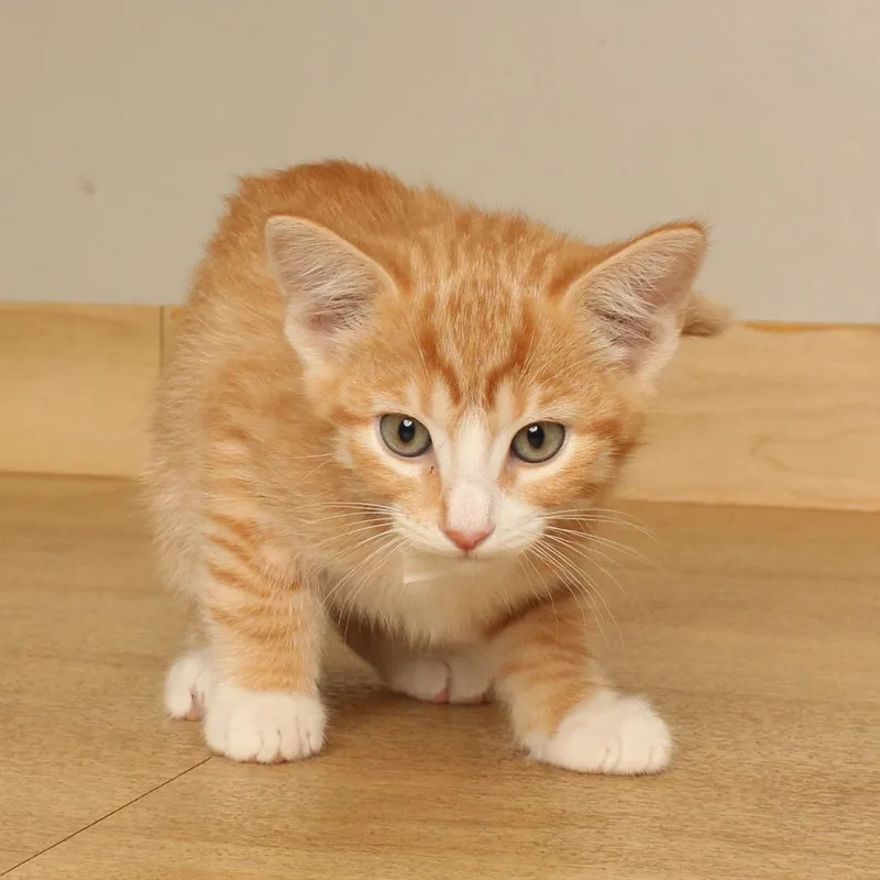 A baby small-sized male Domestic Short Hair cat named Peaches C for adoption in Minnetonka, MN