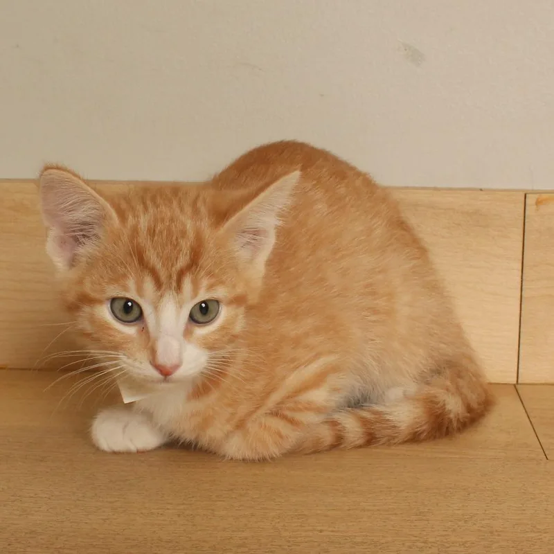 Peaches C thumbnail 2