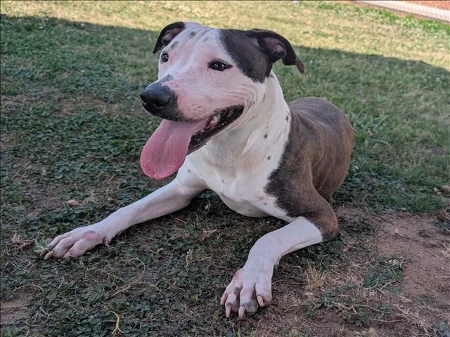 A young medium-sized female Pit Bull Terrier dog named Ashley for adoption in Appling, GA