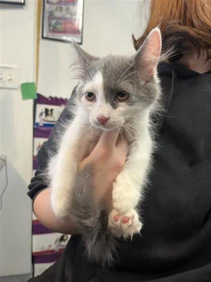 A baby small-sized male Domestic Short Hair cat named Charmin for adoption in West Chester, PA