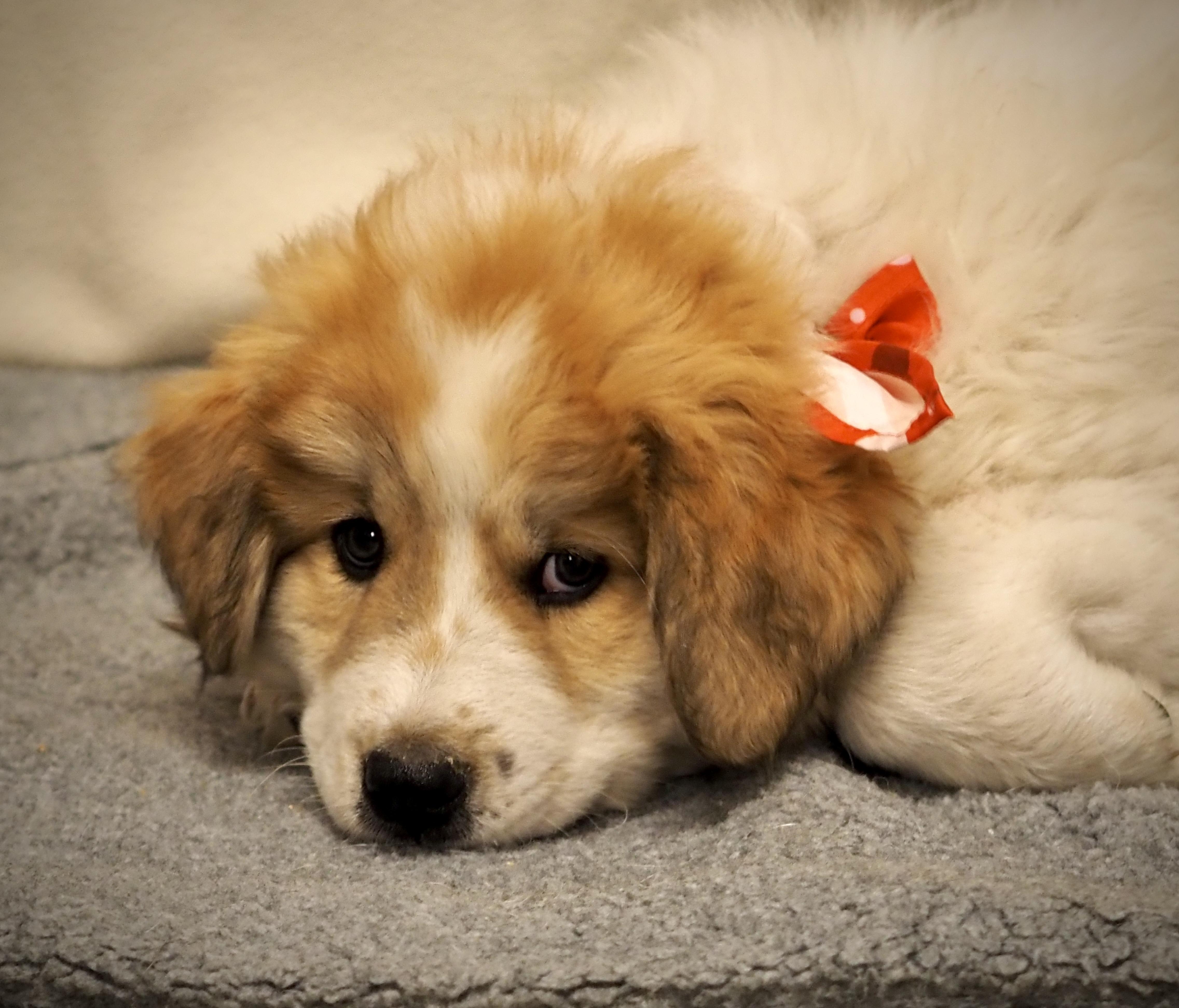 A baby extra large-sized female Great Pyrenees dog named Twister for adoption in Buena Vista, CO
