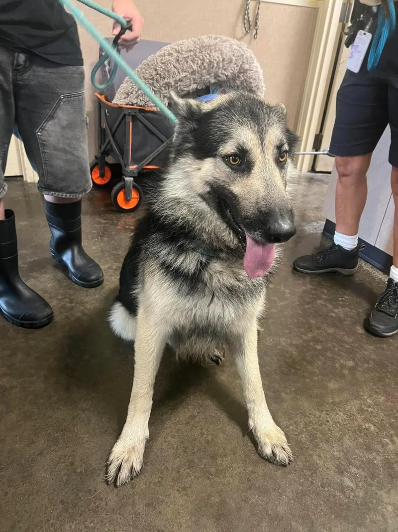 An adult large-sized male German Shepherd Dog dog named Hendrix for adoption in Rockwall, TX