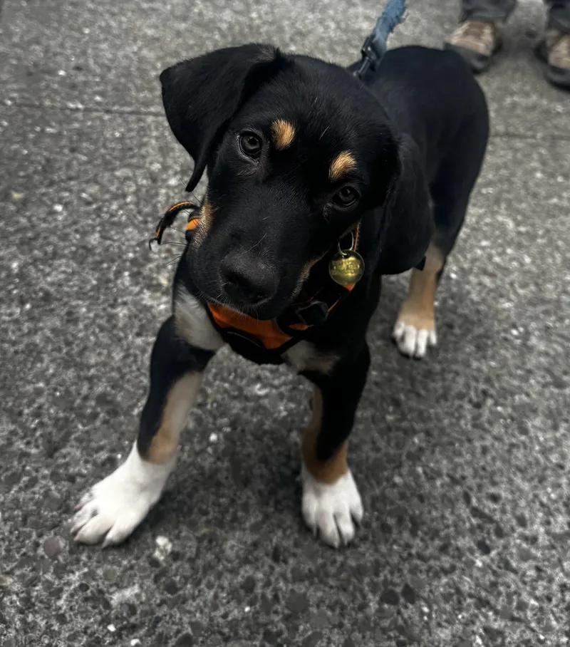 A baby medium-sized male Tricolor (Brown, Black, & White) Pointer dog named Mac for adoption in Emeryville, CA