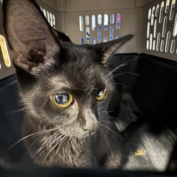 A young medium-sized male Domestic Short Hair cat named Cale for adoption in Des Moines, IA