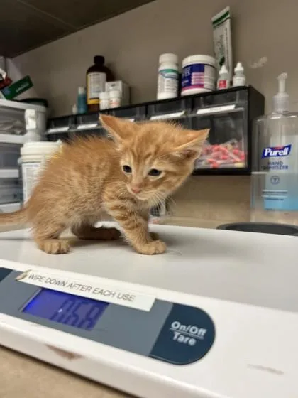 A baby small-sized male Domestic Short Hair cat named Gale for adoption in Farmers Branch, TX