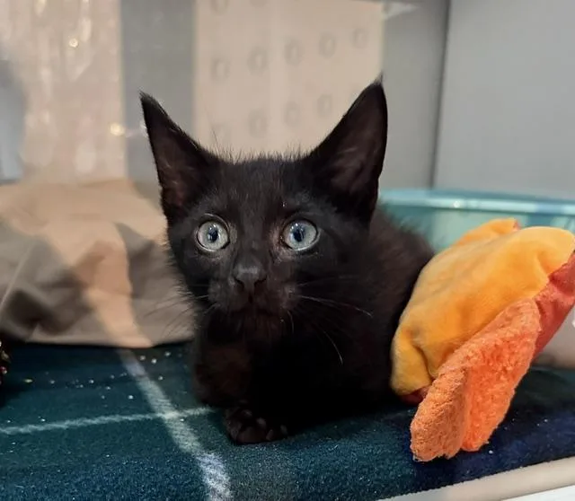 A baby medium-sized male Black Domestic Short Hair cat named Ernest P. Worrell for adoption in Seymour, TN
