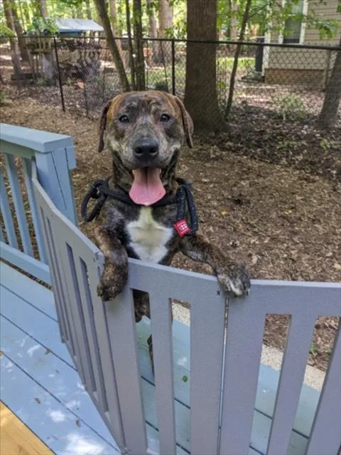 A young large-sized male Pit Bull Terrier dog named Rico for adoption in Chapel Hill, NC