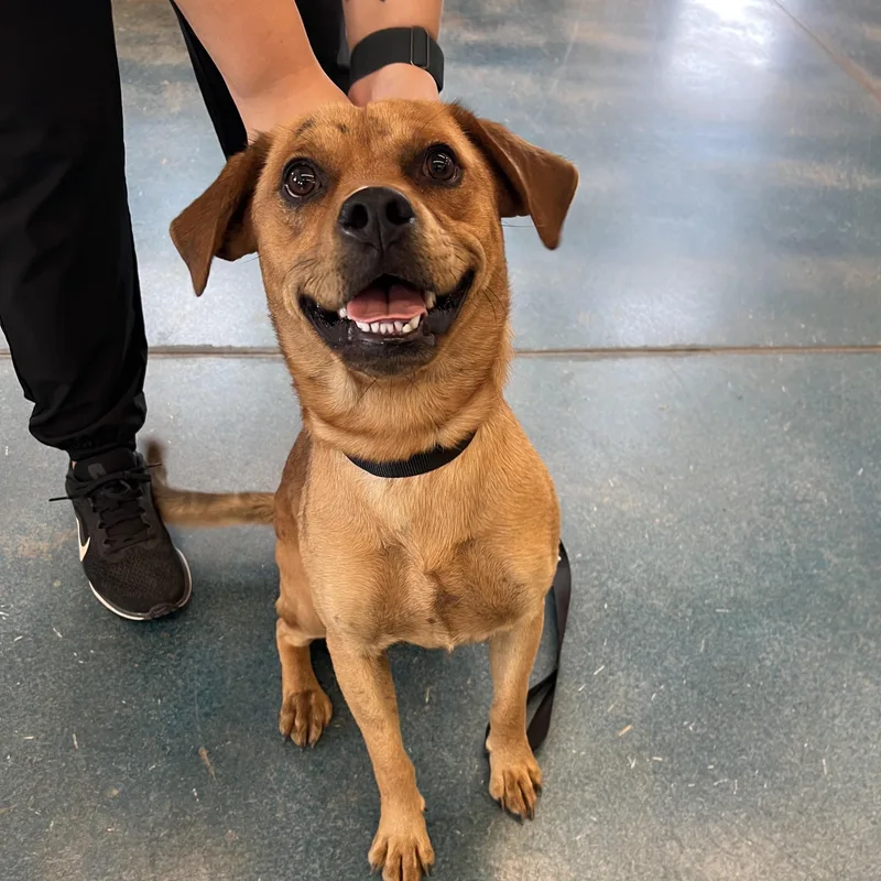 A young medium-sized male Beagle dog named Scott for adoption in Monon, IN
