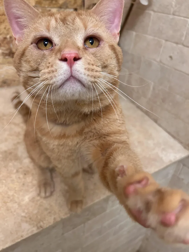 An adult medium-sized male Tabby (Orange / Red) Domestic Short Hair cat named Carmelo for adoption in Long Beach, NY
