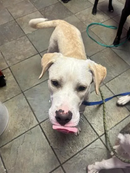 A baby large-sized male White / Cream Labrador Retriever dog named 61317656 for adoption in El Paso, TX