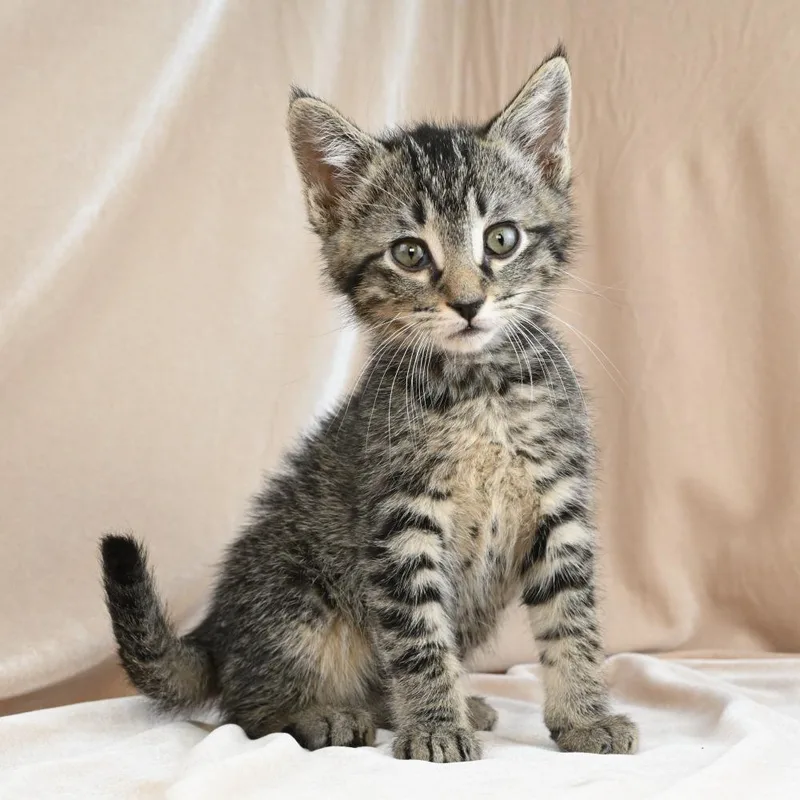 A baby small-sized male Gray / Blue / Silver Domestic Short Hair cat named Keanu for adoption in Mobile, AL