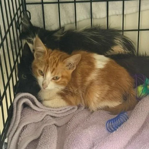 A baby small-sized female Black Domestic Medium Hair cat named Scarlet for adoption in Hawthorne, CA