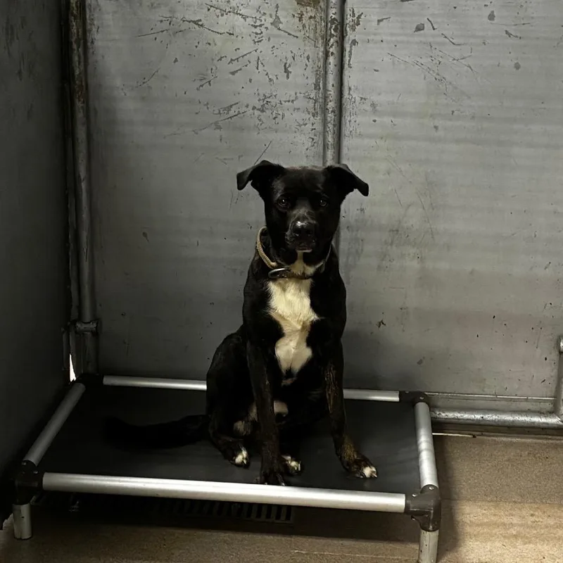 An adult large-sized male Black Mixed Breed dog named Stuffums for adoption in St. Louis, MO