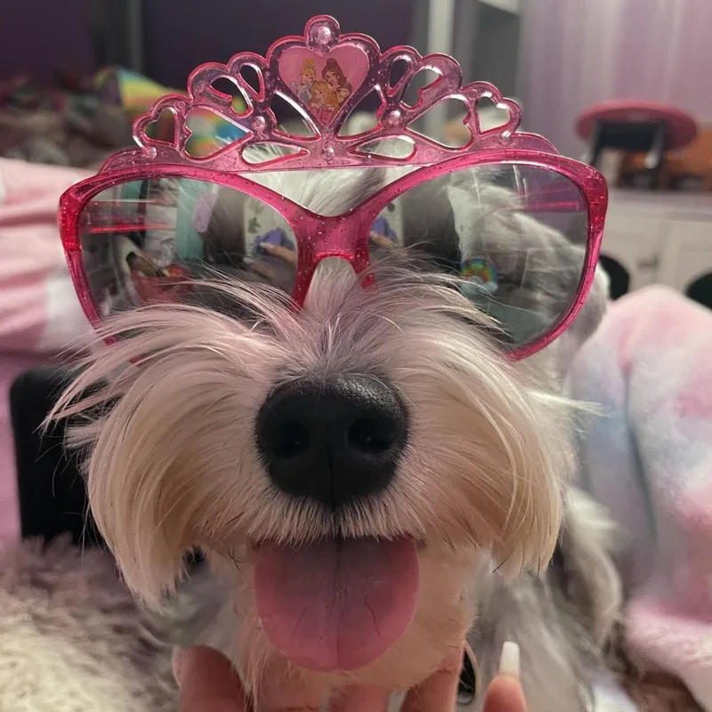 An adult small-sized female Gray / Blue / Silver Miniature Schnauzer dog named Willa  Home to for adoption in South Elgin, IL