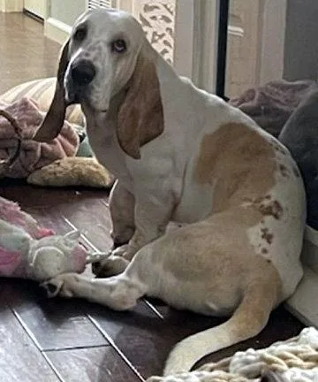 A young medium-sized male Basset Hound dog named Patrick for adoption in Mays Landing, NJ