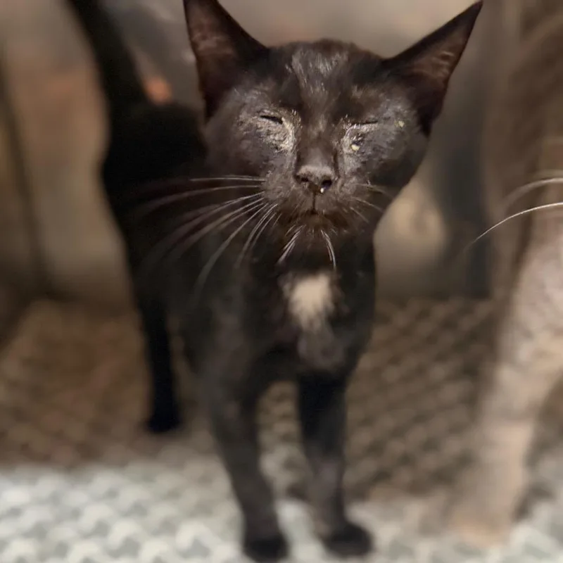 A young medium-sized male Domestic Short Hair cat named Bumble for adoption in Starkville, MS