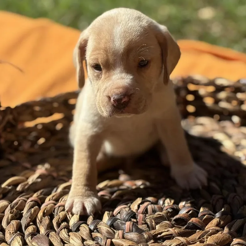 A baby medium-sized male Retriever dog named Pumpkin for adoption in Huntsville, AL