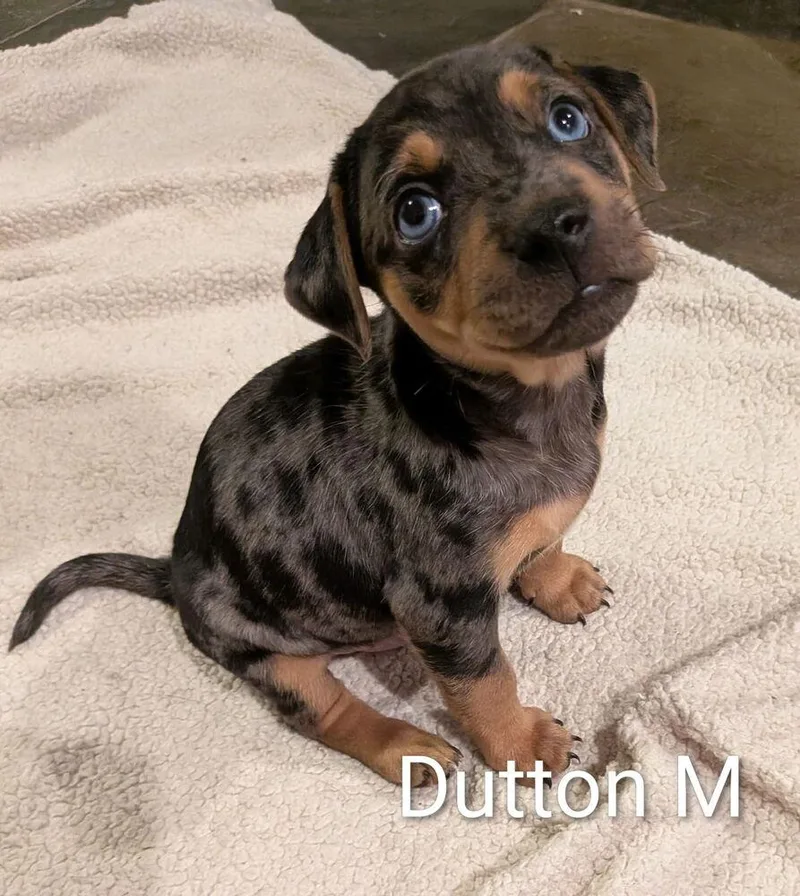 Dutton  Colette Puppy