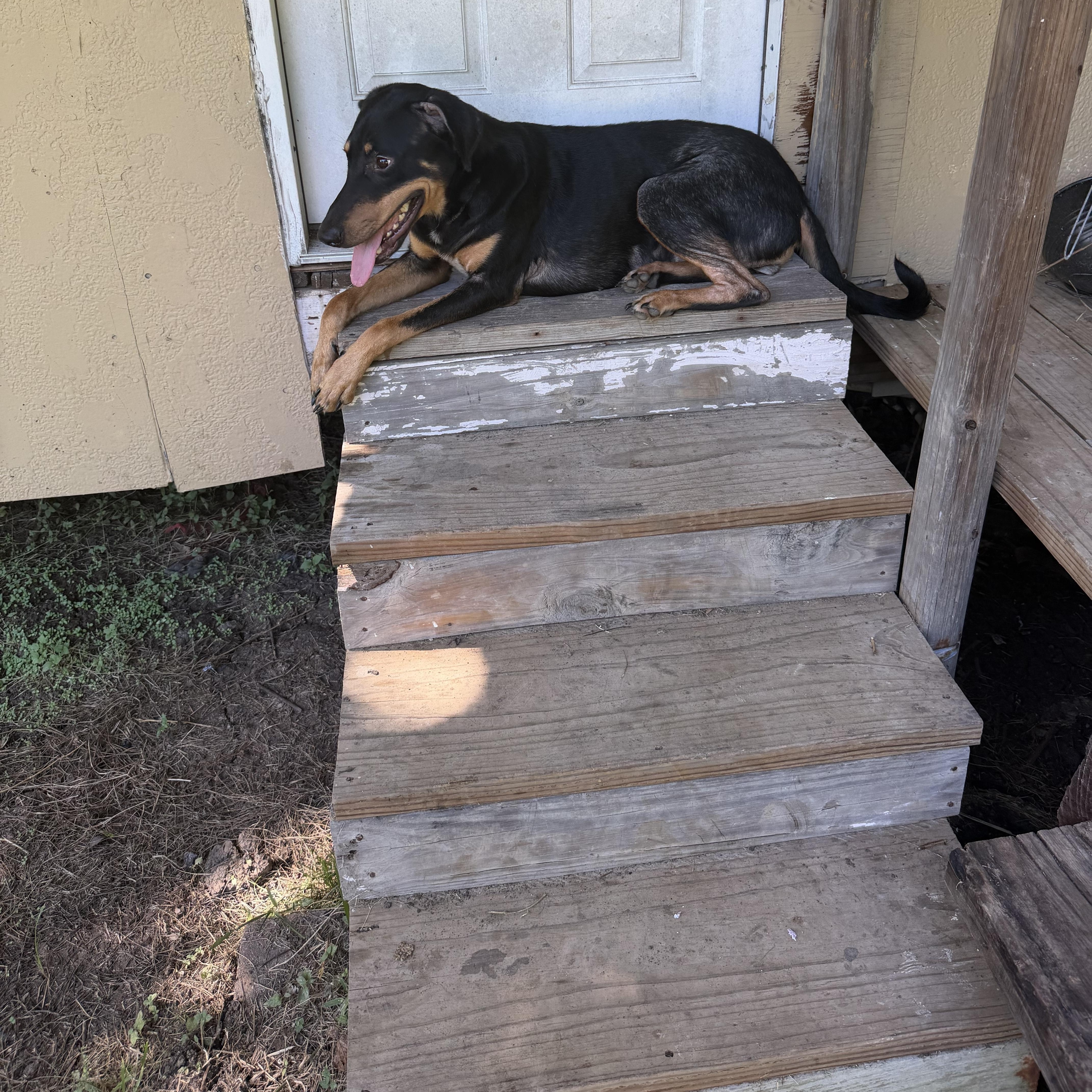 A young large-sized female Doberman Pinscher dog named Strawberry for adoption in Liverpool, TX