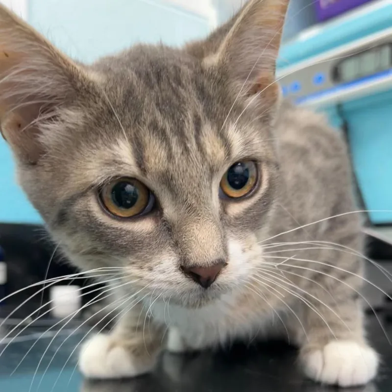 A baby small-sized male Gray / Blue / Silver Domestic Short Hair cat named Bob for adoption in Philadelphia, PA